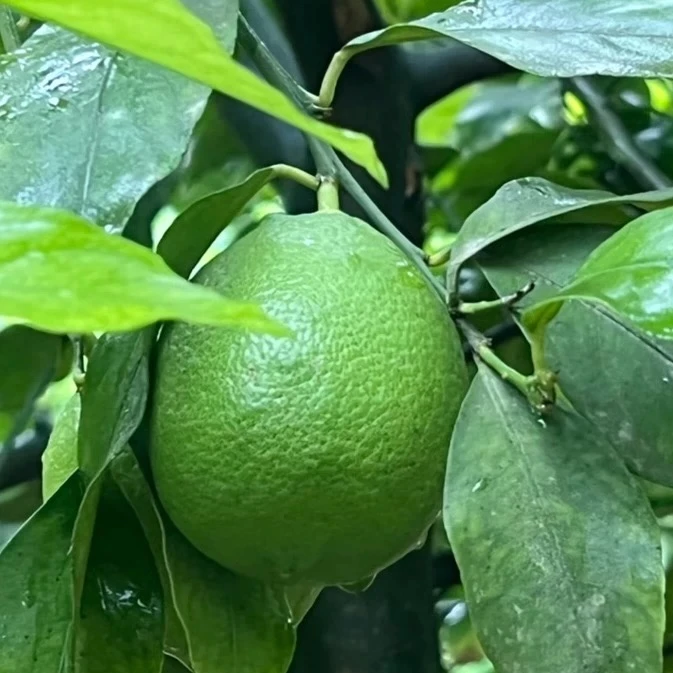 青柠檬尤力克柠檬新鲜现摘现发皮薄汁多榨汁切片柠檬新鲜包邮