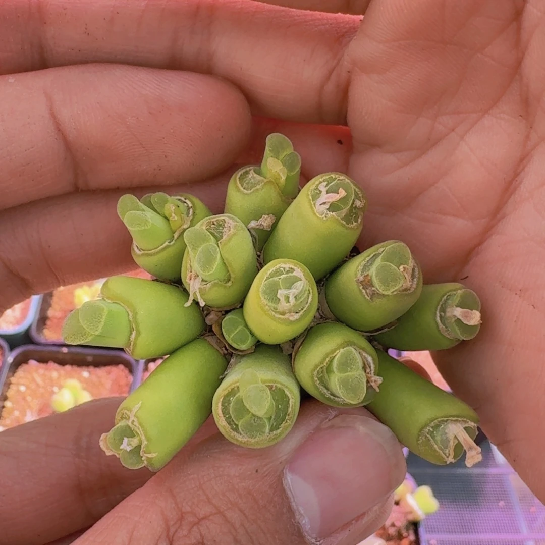 云缦精品番杏7.41   16个脑袋瓜