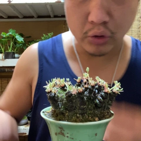 红陶二*一物一拍所见即所得292