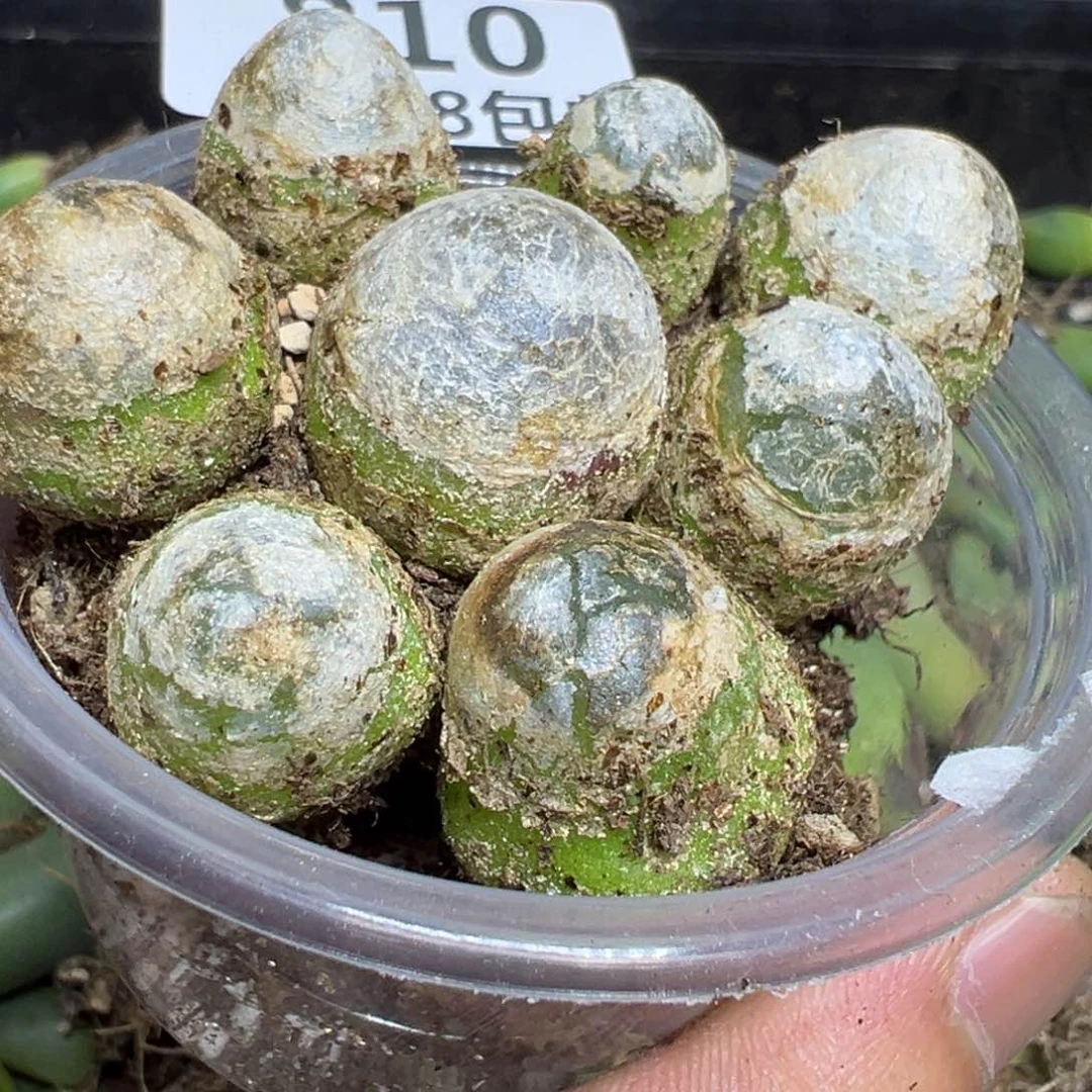 【闪购商品】 810。