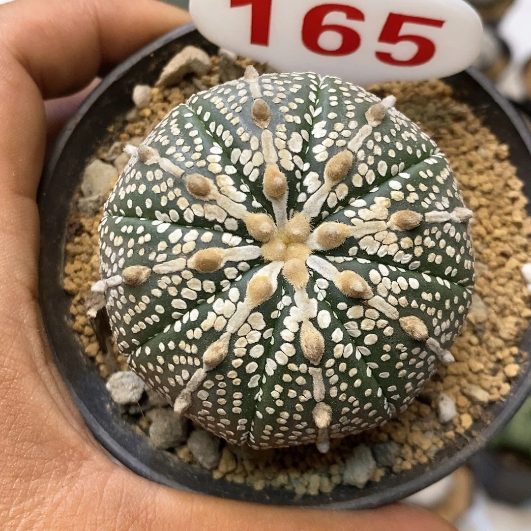 165福利特价咯打榜贴