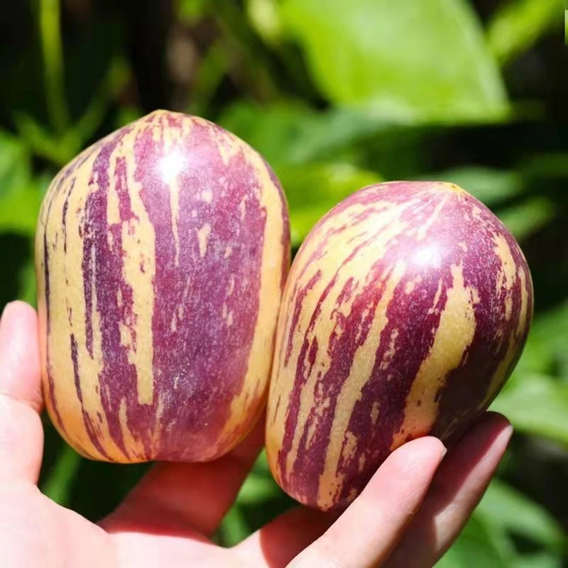 爆汁人参果甘肃武威民勤人参果整箱包邮黄肉当季新鲜水果人参果