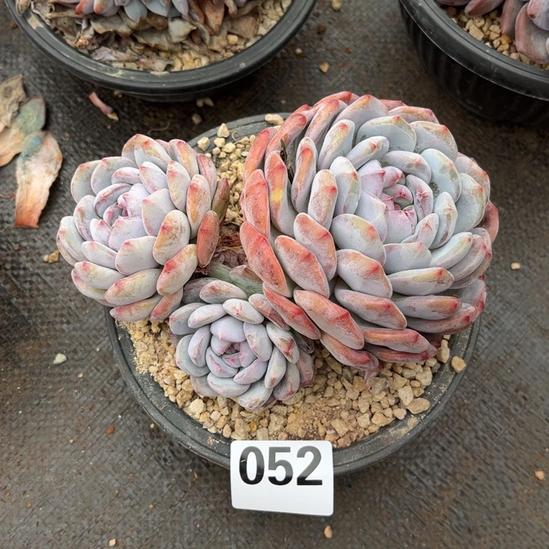 052号新疆西藏内蒙古不包邮