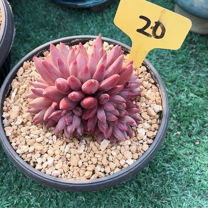 虞美人20号码牌子的话题