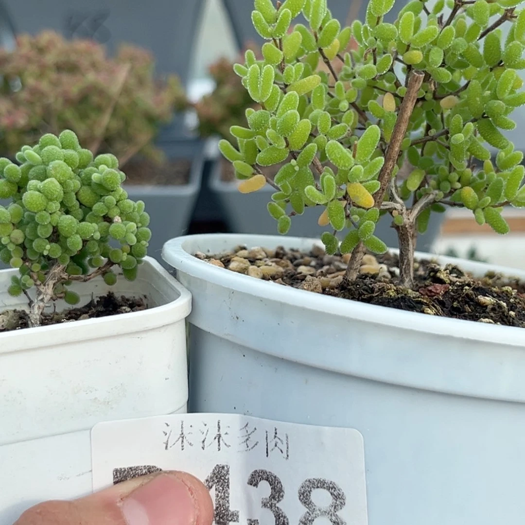 438金桔和糖球锦炸的福利