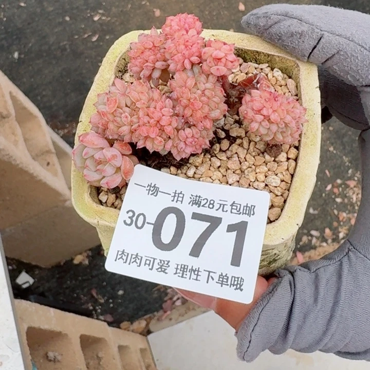 白胖子缀化多肉多肉植物多肉