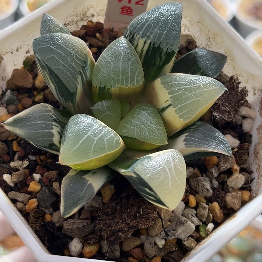 269和田玉克锦福利