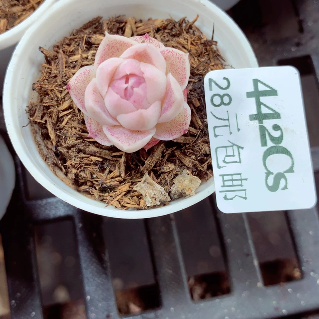 5厘米盆精控多肉442