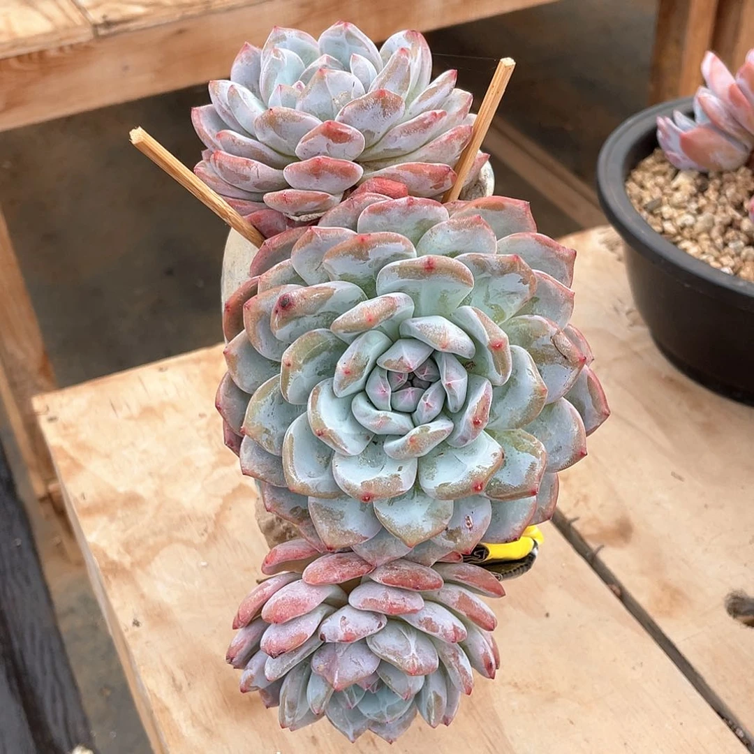多肉植物多肉植物