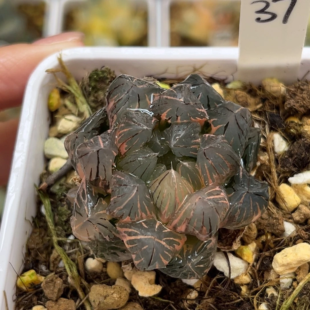 37霓虹灯玉露锦福利专场