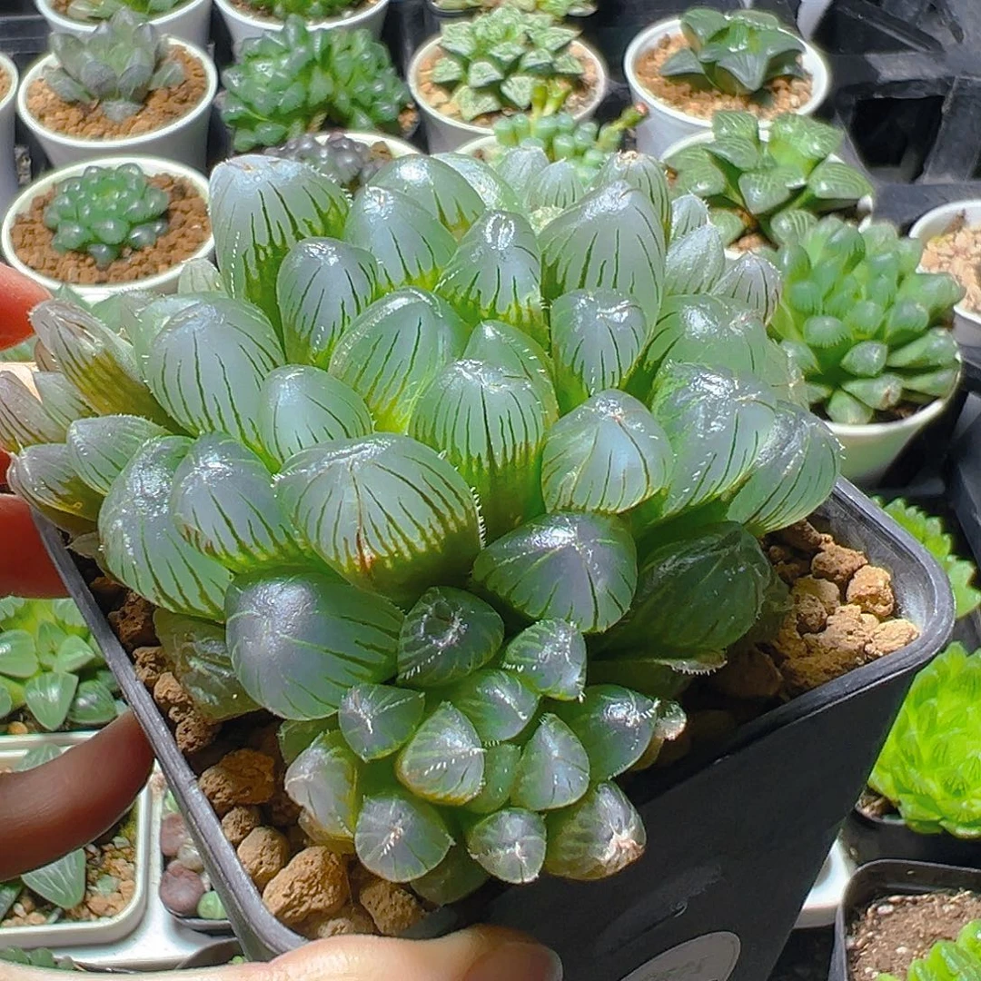 5976多肉植物一颗