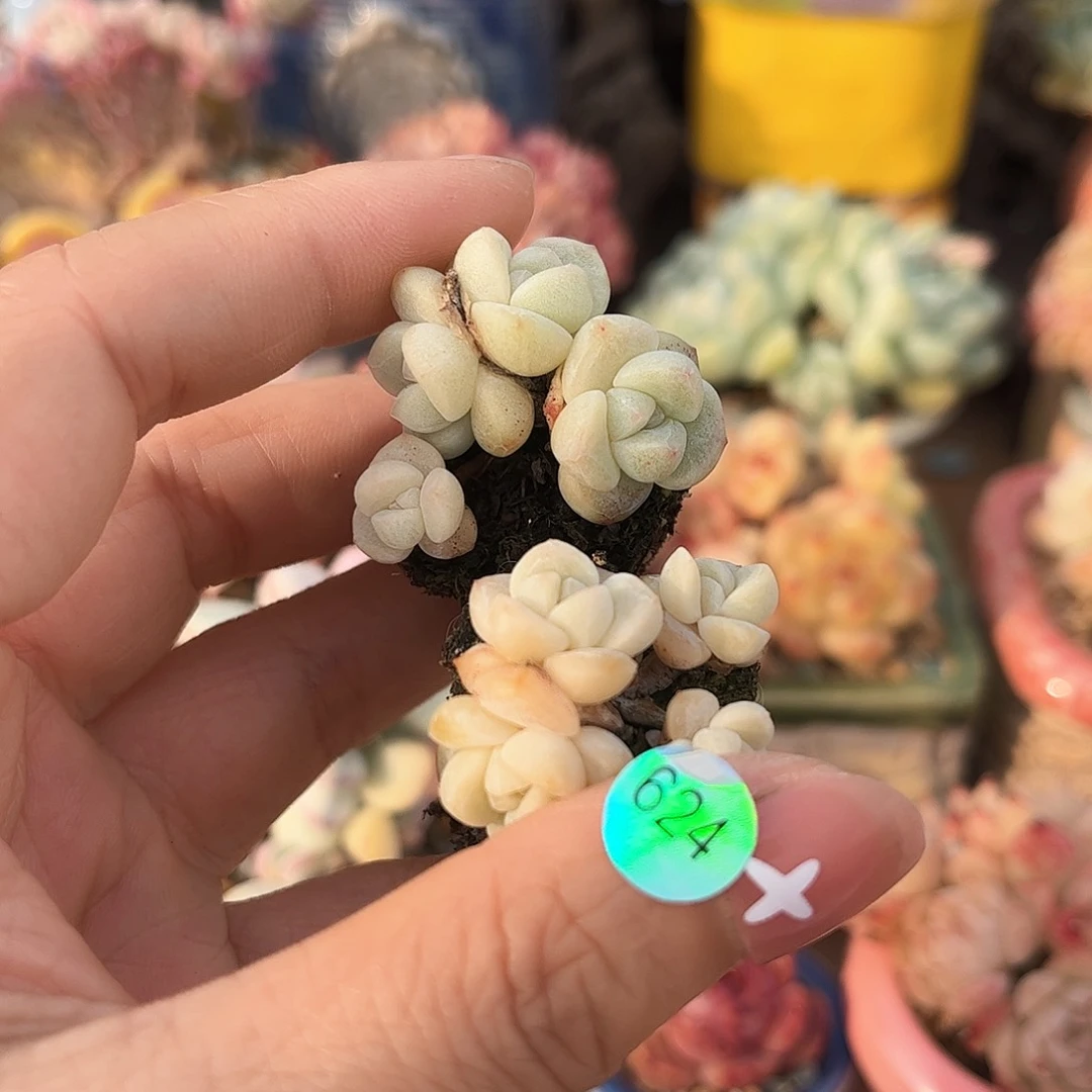 小****?624多肉哈哈哈