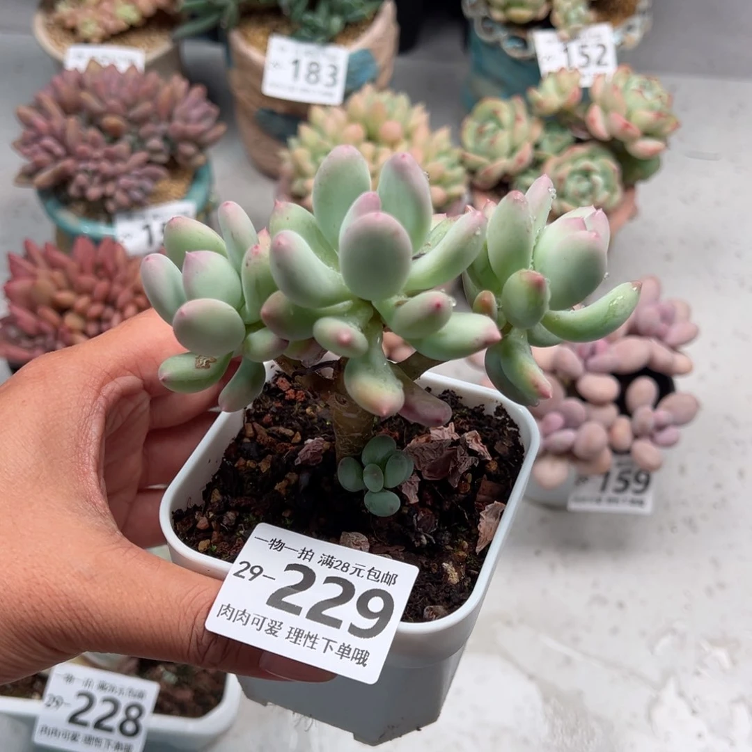 苹果奶多肉多肉多肉多肉多肉