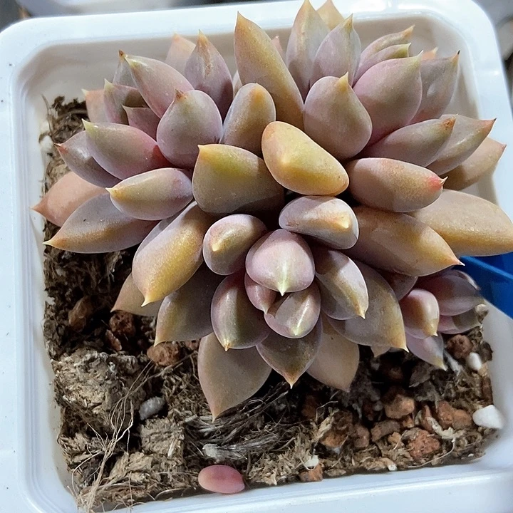 多肉植物红象牙6161