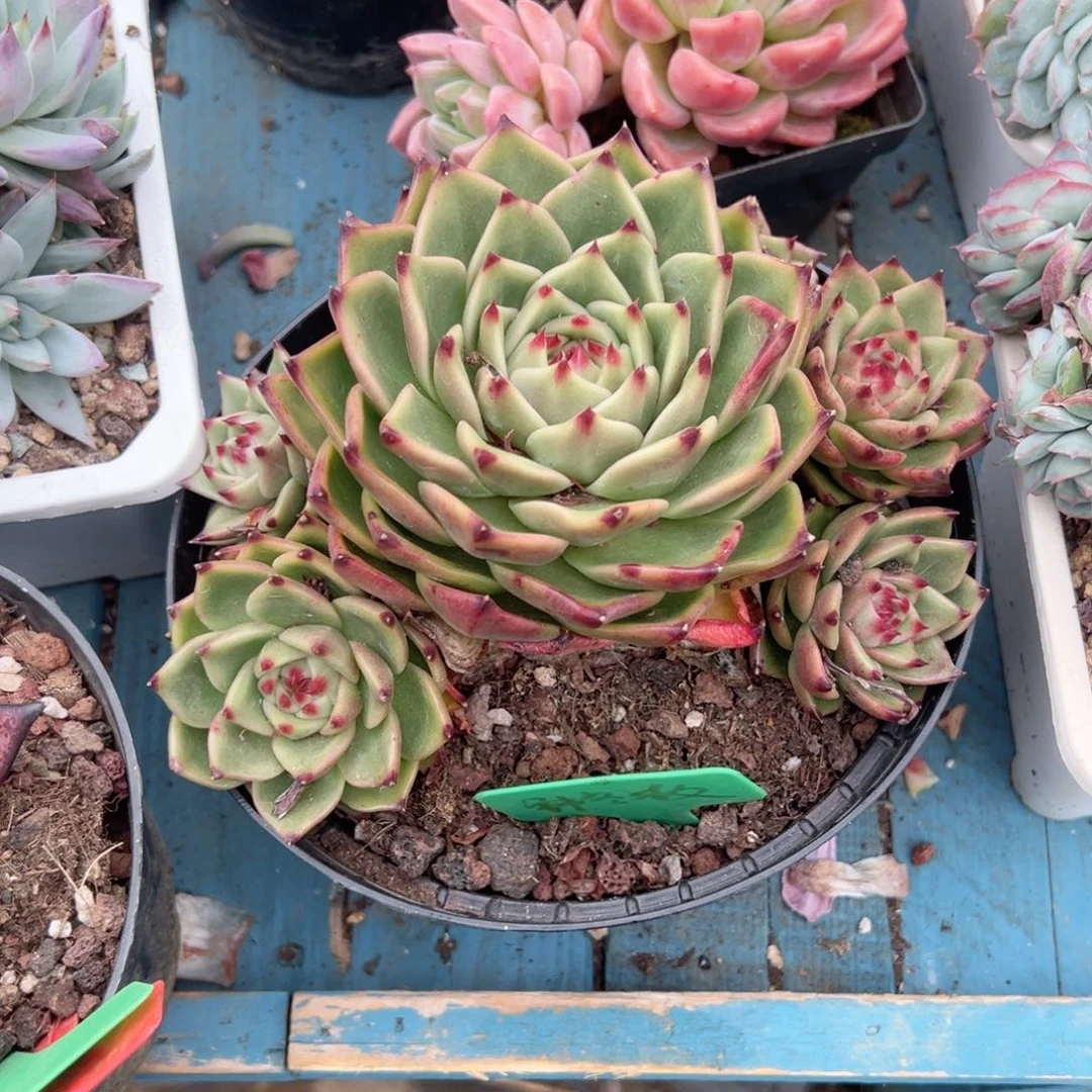 精品多肉植物老桩