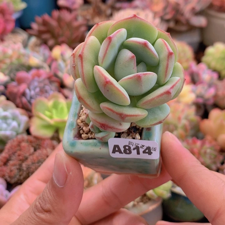 一物一拍含盆土满38包邮A814