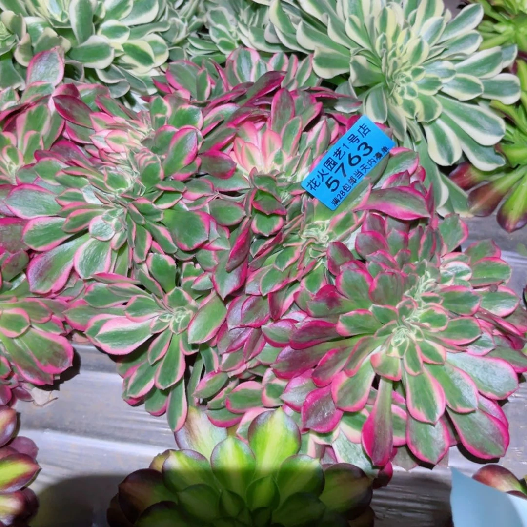 女郎缀5763多肉植物