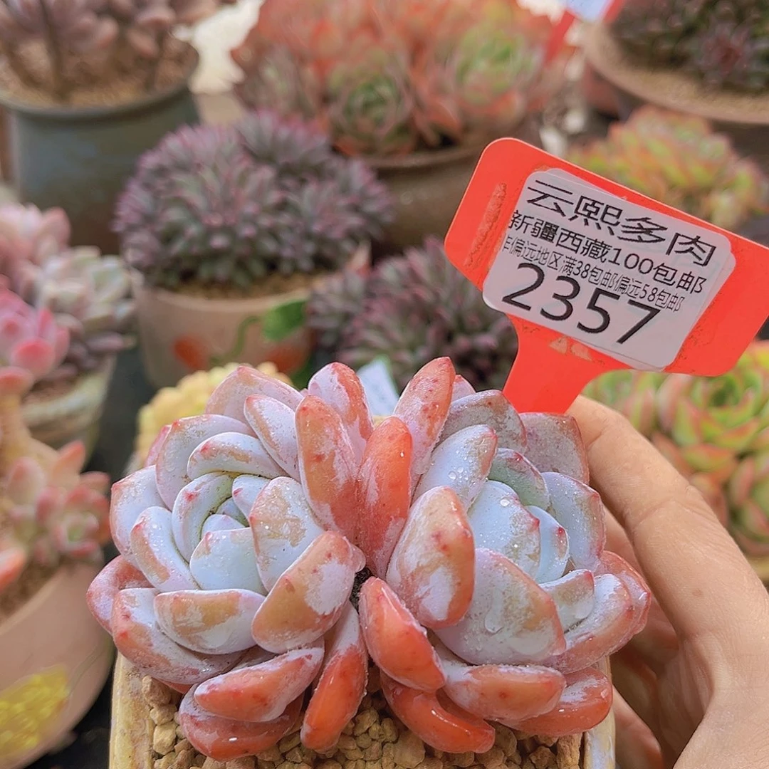 2357奶盖多肉植物