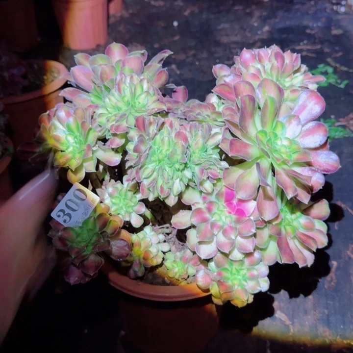 300韶华缀化多肉植物满28包邮