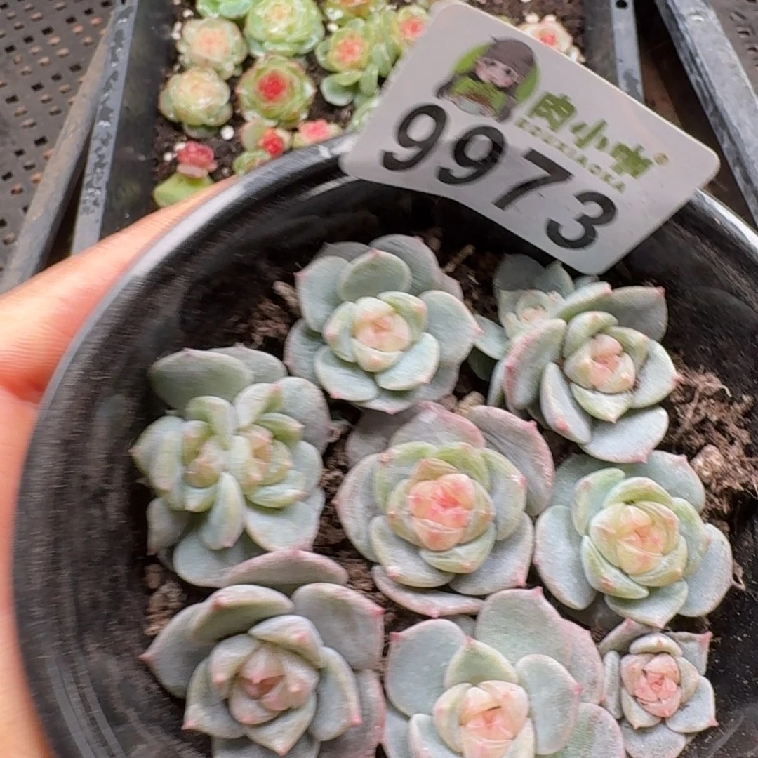 多肉植物多肉植物