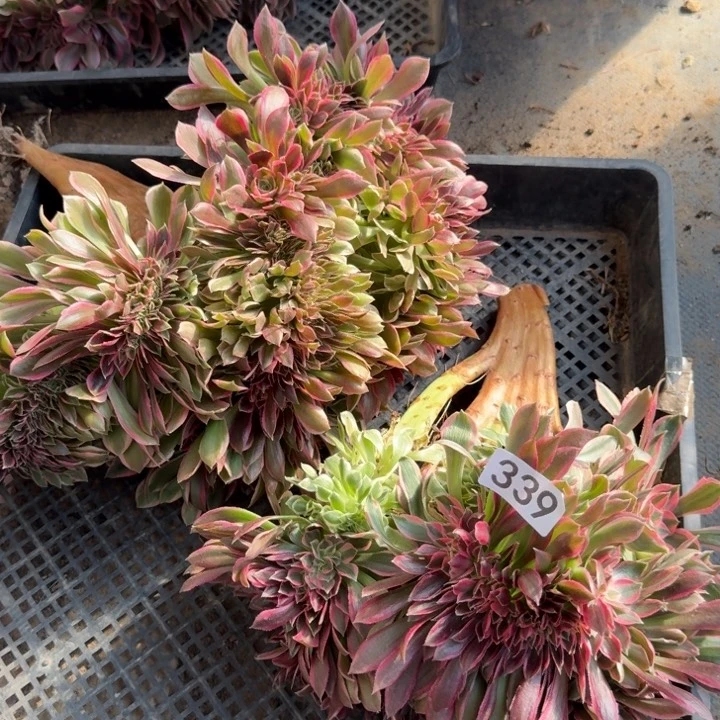 粉女巫拉丝砍头339