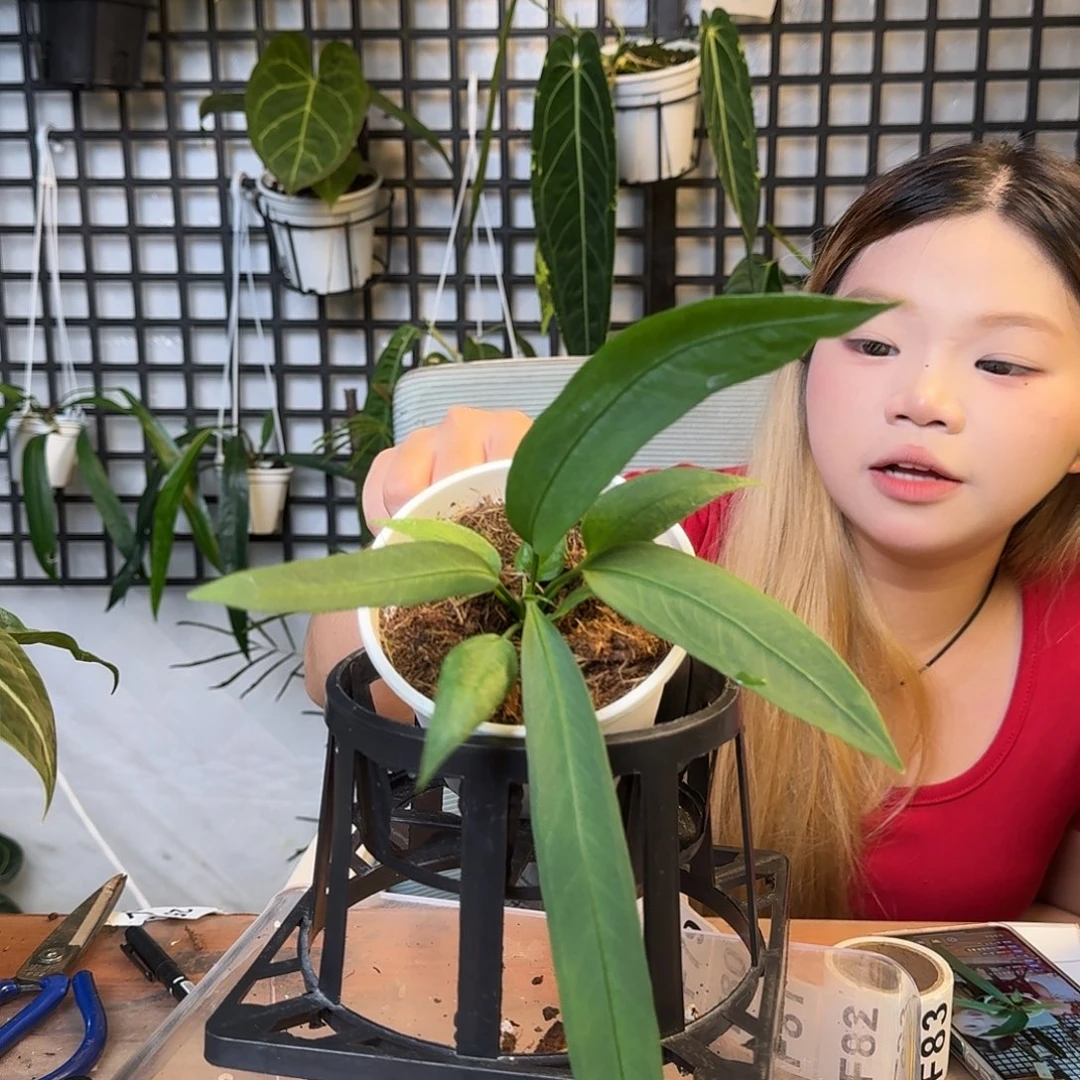 无花朵用****5一物一拍F78