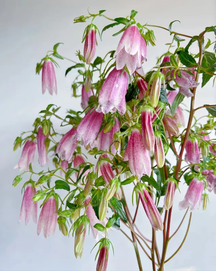 新品 紫斑 风铃花任意2单顺丰/德邦  生鲜产品拒收不售后