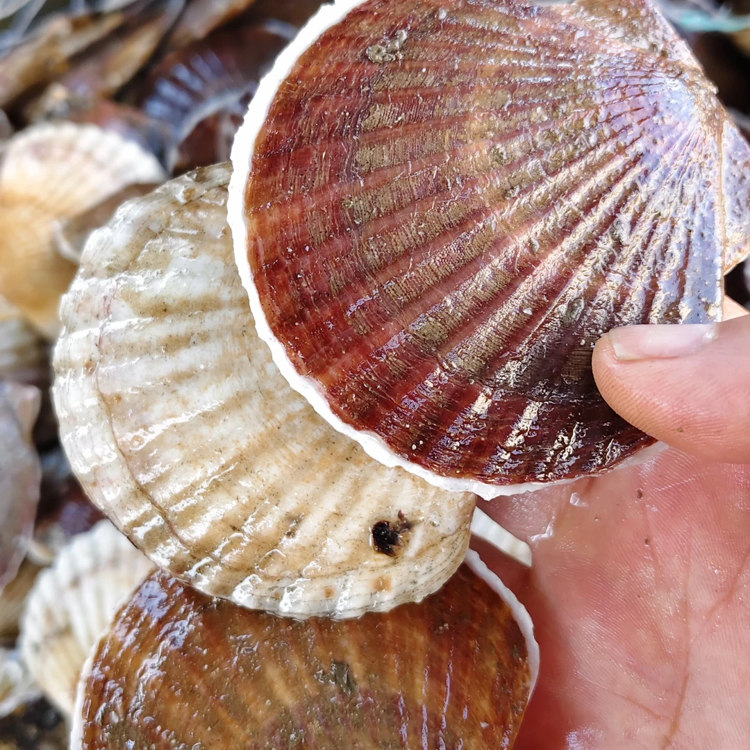 渤海湾当天捕捞夏夷贝虾夷扇贝鲜甜经济实惠顺丰包邮保鲜不保活