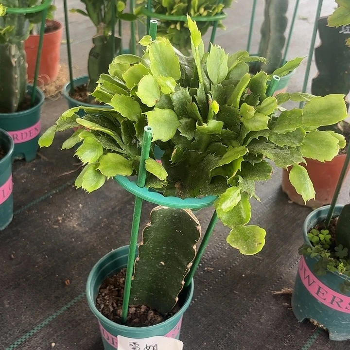 当前无花栽培后可以开花雪***康
