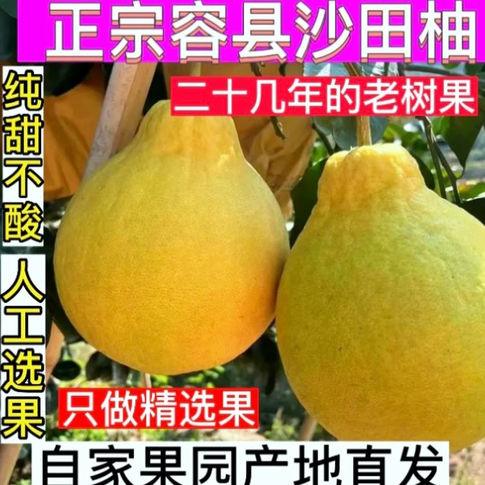 容县沙田柚广西特产纯甜不酸脆甜多汁果园现摘现发包邮