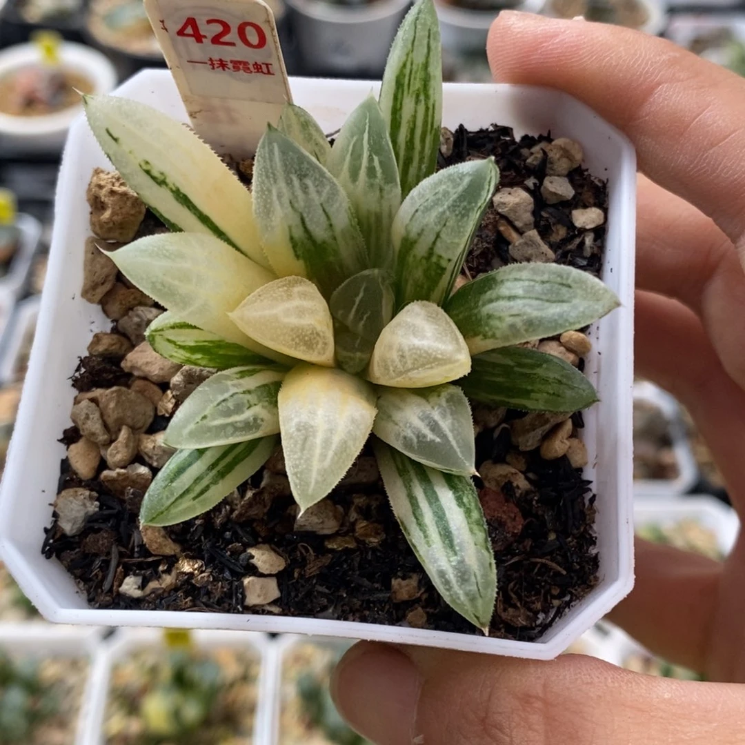420号爱心寿锦多肉