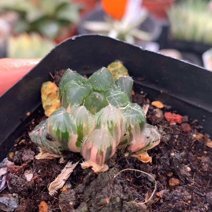 夏末玉露锦，带盆发货