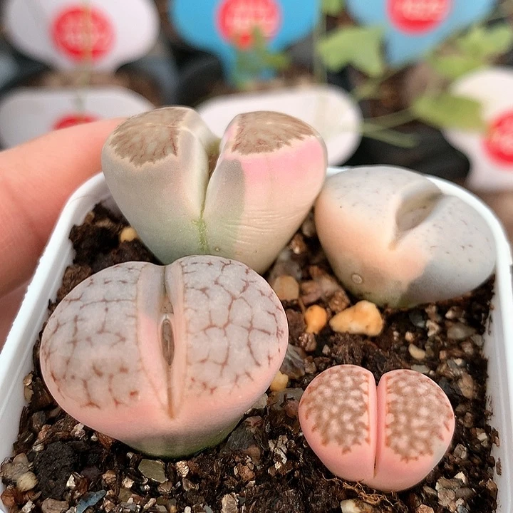 生石花锦非常非常好看