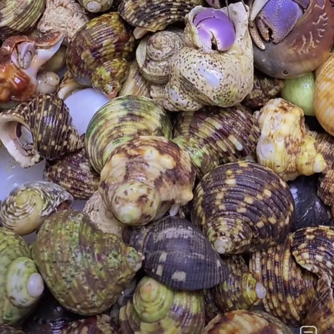 直播间可挑寄居蟹