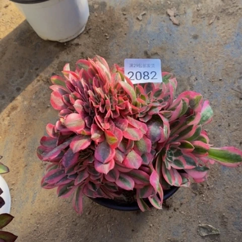 女巫多肉植物2082