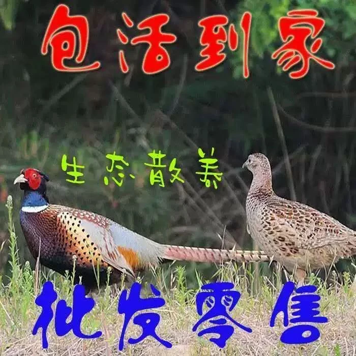 宠物鸡  观赏鸡农家散养七彩山鸡