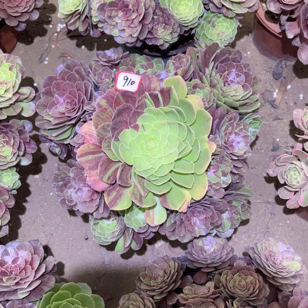 910多肉植物花月夜