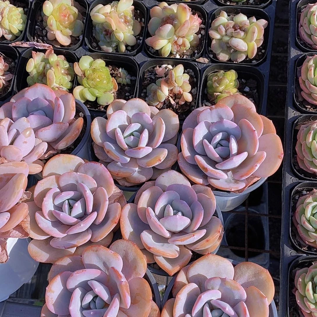 12-6 韩版奶茶单头一颗量拍