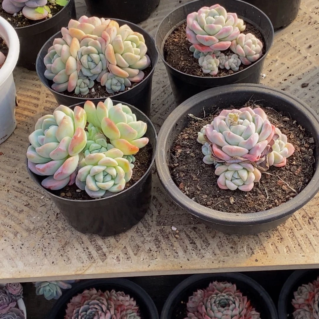 全*闲48包邮一物一拍多肉植物