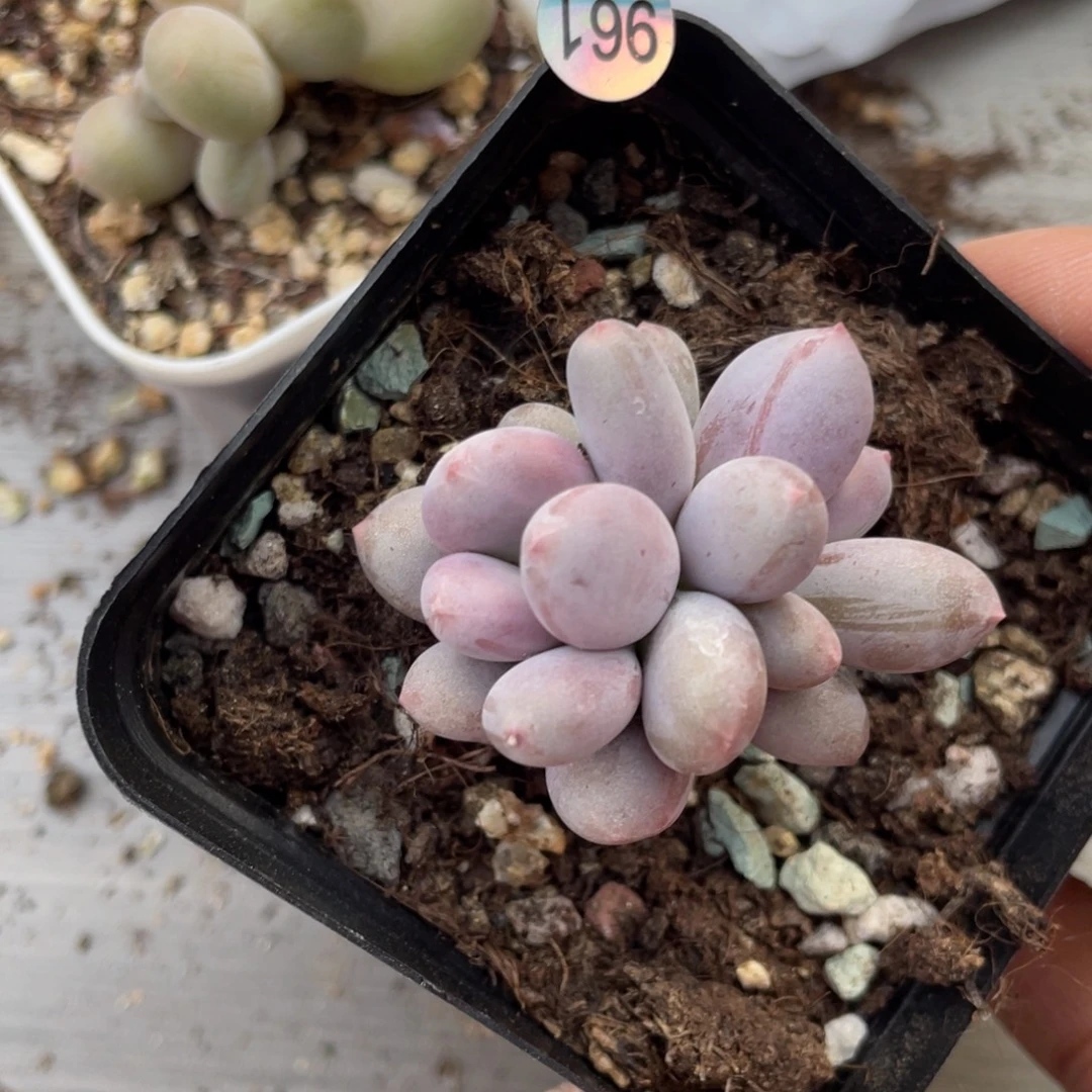 彩虹奶酪多肉植物