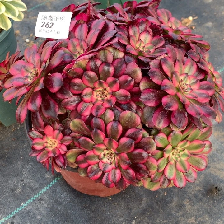 張**?262美肌多肉植物