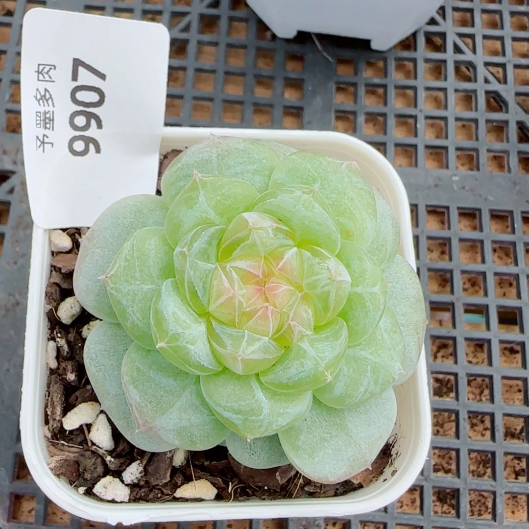 芝士，9907多肉植物