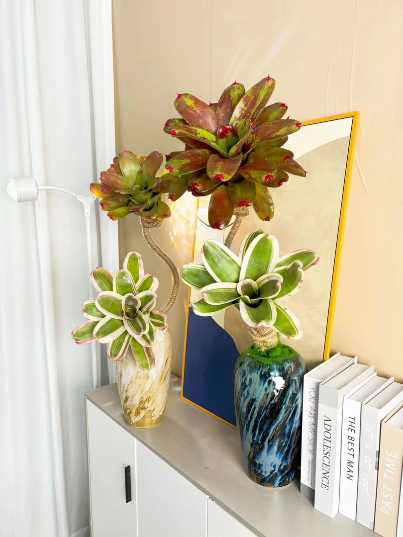 积水凤梨2朵桌面款造型室内绿植四季观叶好养易活