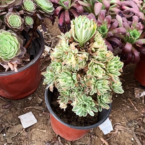 全部花朵绿玫瑰锦