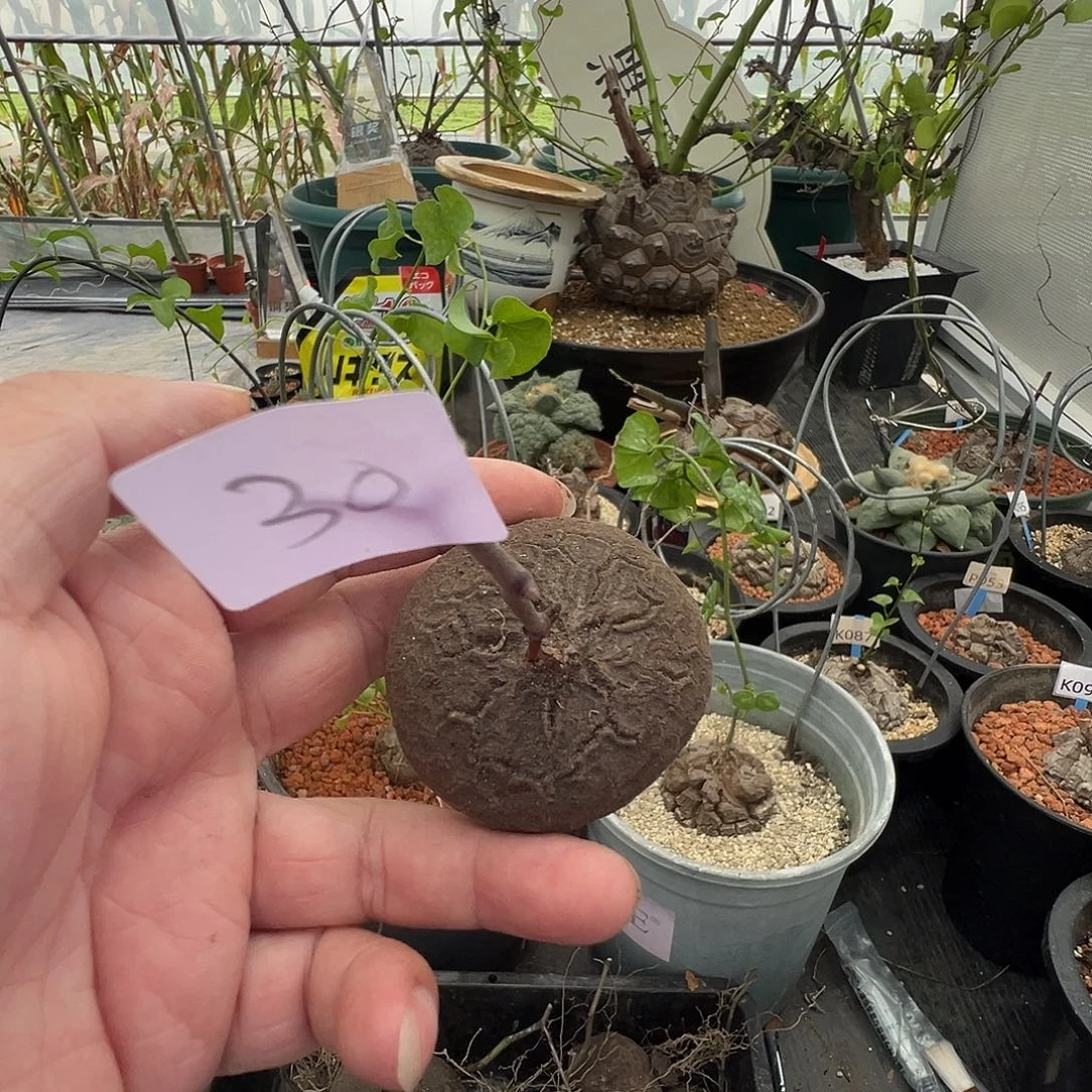 多肉植物专拍 一物一拍 南非龟甲龙30