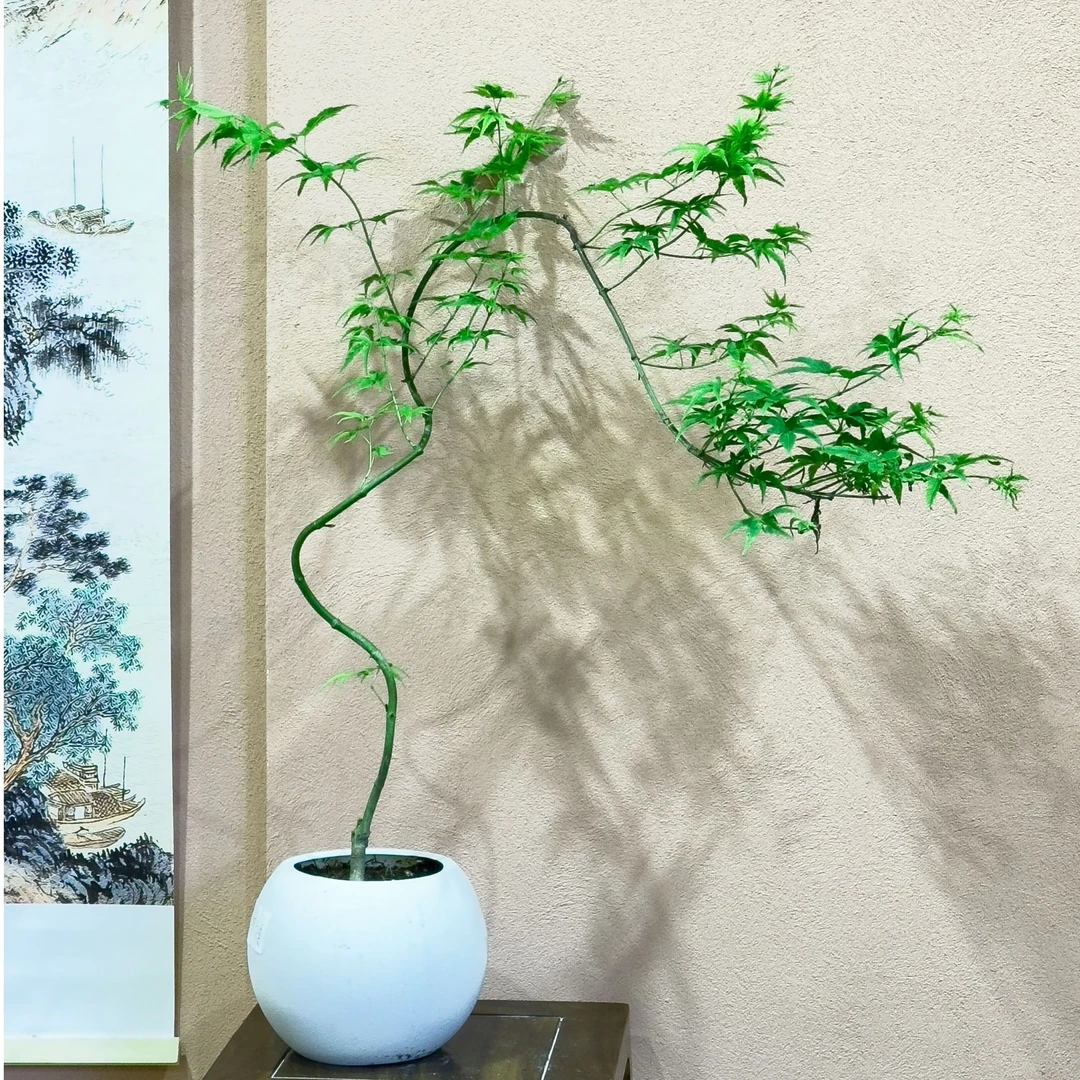 [带盆青流泉]青流泉枫树盆景盆栽适合客厅书房茶室玄关好养带土盆