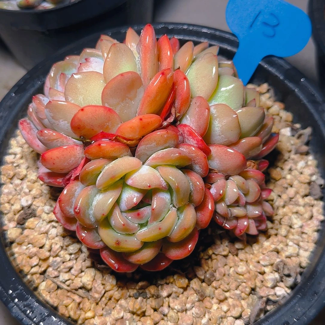 小*全明星13号一物一拍