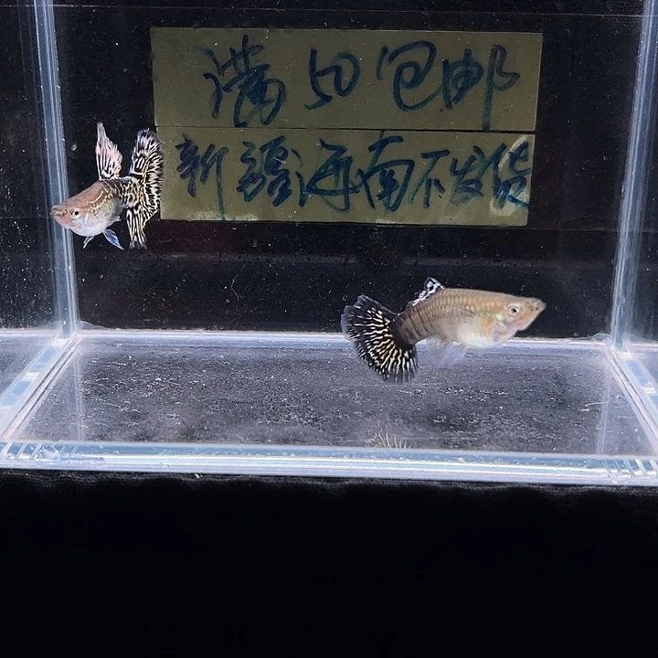 孔雀鱼雪豹半月尾
