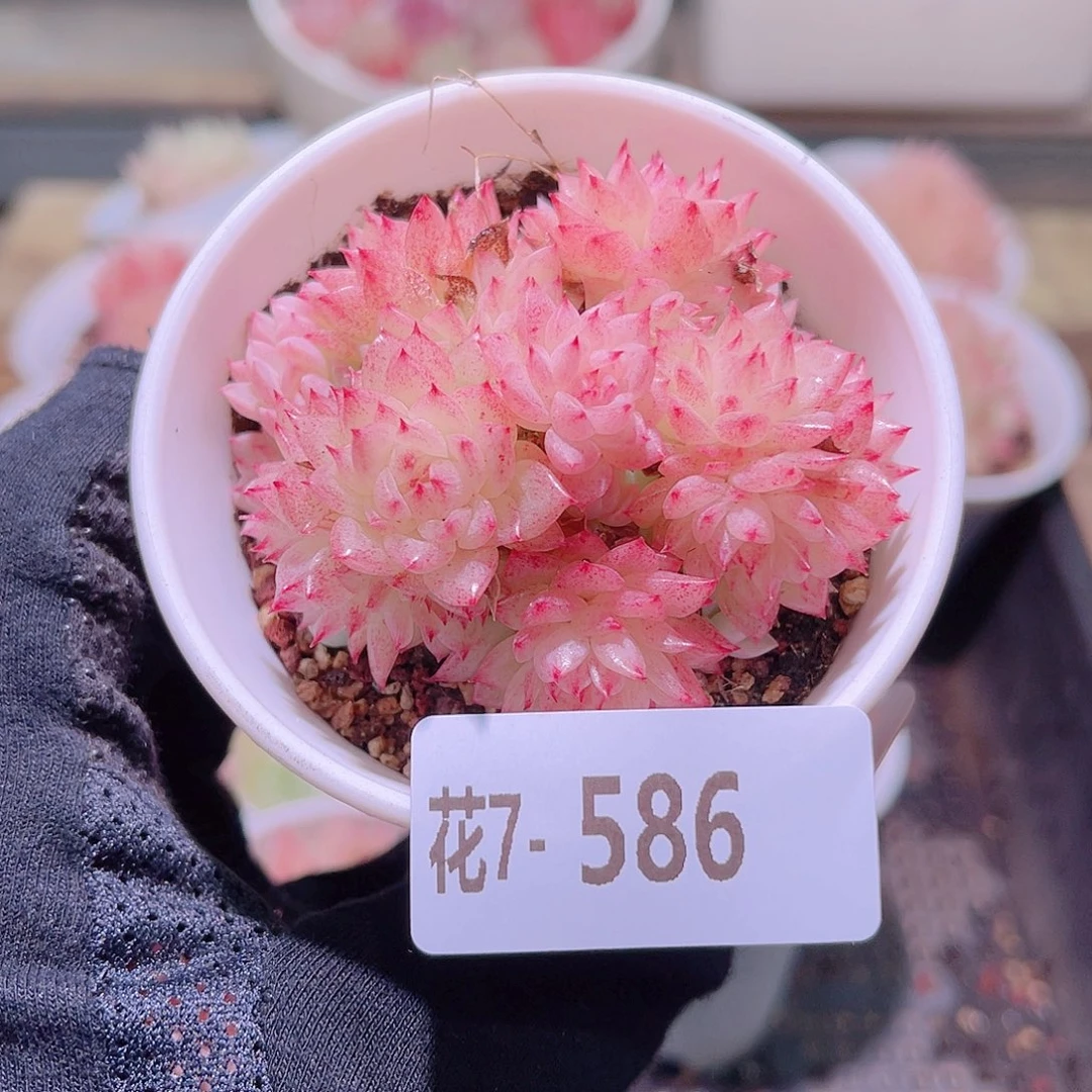 花利美7-586麦秆