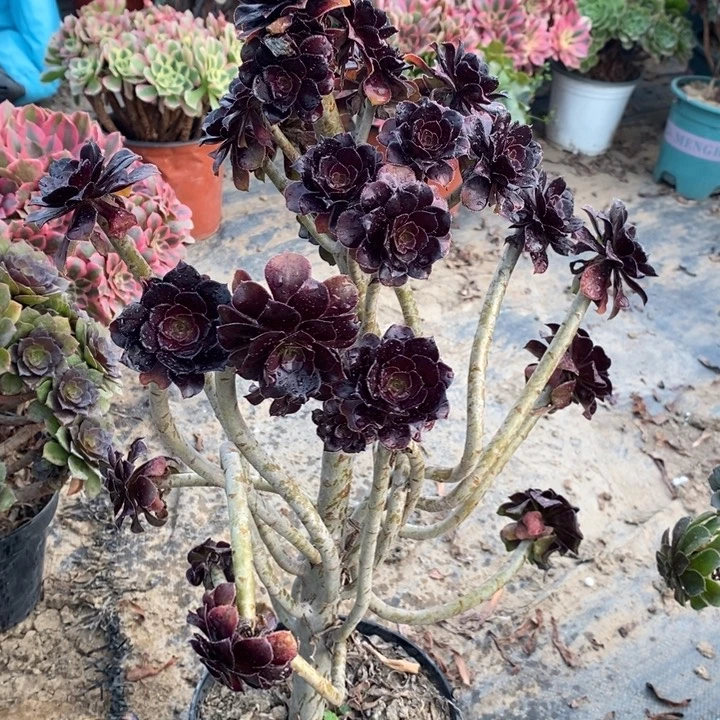 黑豆断枝23多肉植物法师法师